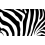 Black & White Zebra